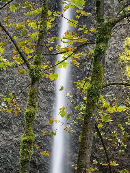 Wild, Jamie and Judy 아티스트의 Oregon-Columbia River Gorge National Scenic Area-Latourell Falls and Big Leaf Maple trees작품입니다.